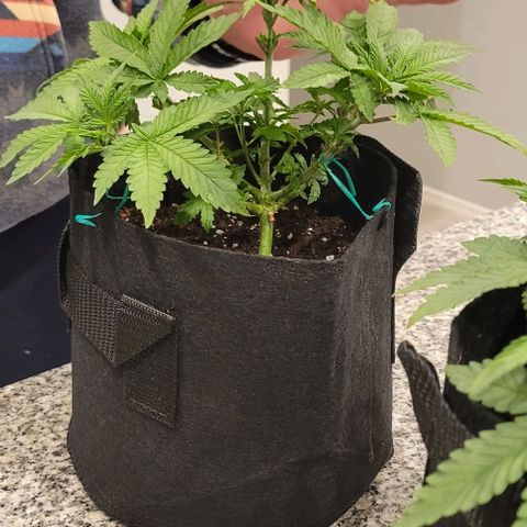 Shango church growlog photo: Mustard plug and Susan 