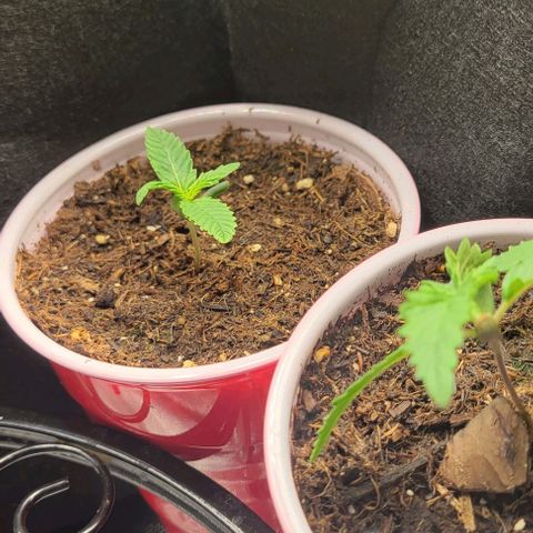GREAT UNKNOWN  growlog photo: Great unknown getting ready for the great outdoors lol 😆 