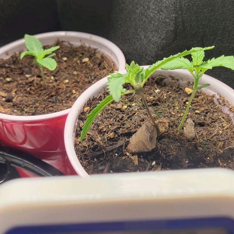 GREAT UNKNOWN  growlog photo: Great unknown getting ready for the great outdoors lol 😆 