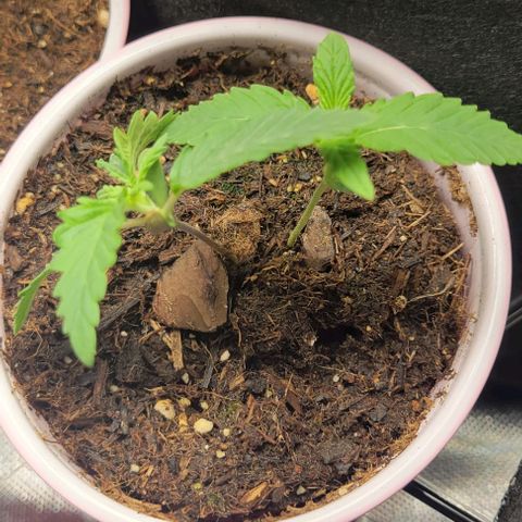 GREAT UNKNOWN  growlog photo: Great unknown getting ready for the great outdoors lol 😆 