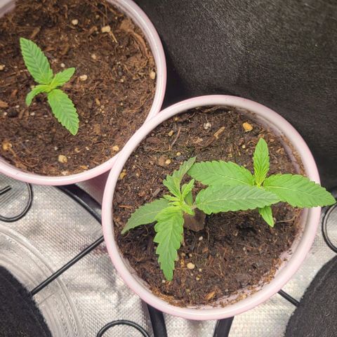 GREAT UNKNOWN  growlog photo: Great unknown getting ready for the great outdoors lol 😆 