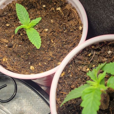 GREAT UNKNOWN  growlog photo: Great unknown getting ready for the great outdoors lol 😆 
