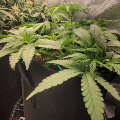 Shango church growlog photo: Can't wait to transplant these gonna be so bushy 