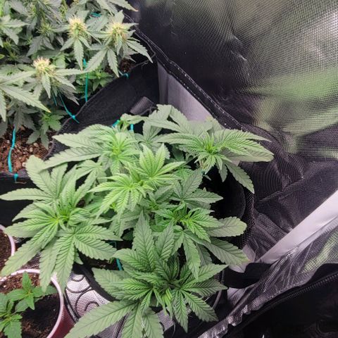 Shango church growlog photo: Can't wait to transplant these gonna be so bushy 