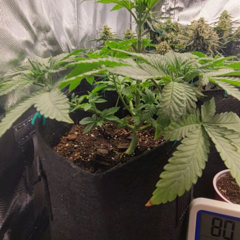 Shango church growlog photo: Can't wait to transplant these gonna be so bushy 