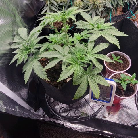 Shango church growlog photo: Can't wait to transplant these gonna be so bushy 