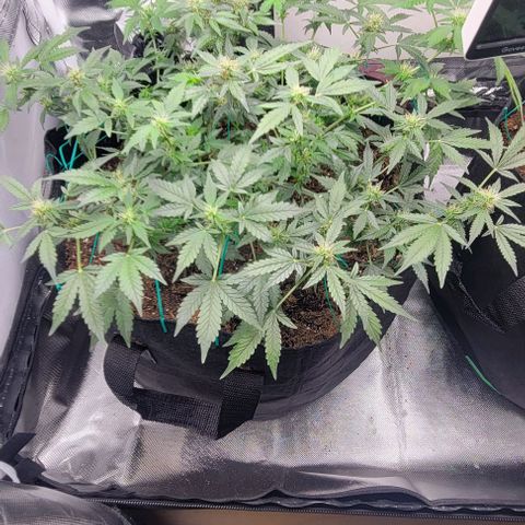 Chocolate mints og auto growlog photo: Lita and lope 