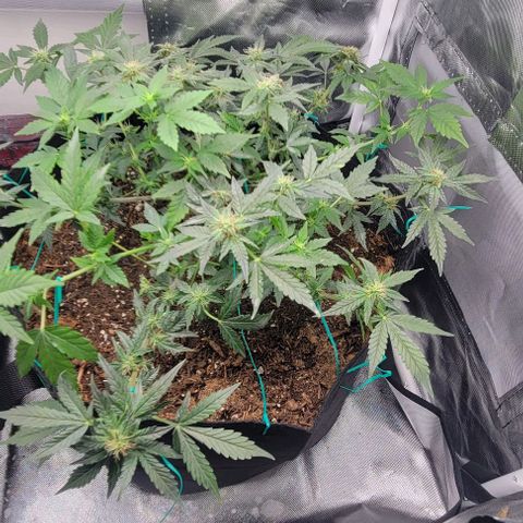 Chocolate mints og auto growlog photo: Lita and lope 