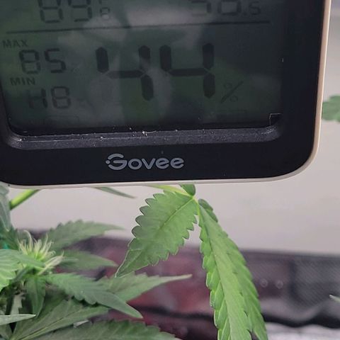 Chocolate mints og auto growlog photo: Lita and lope 