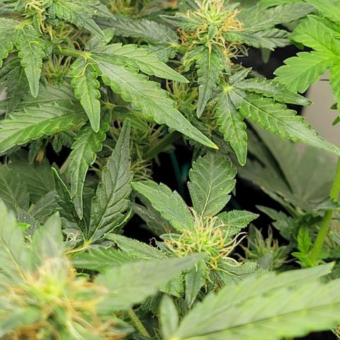 Chocolate mints og auto growlog photo: Lita and lope 