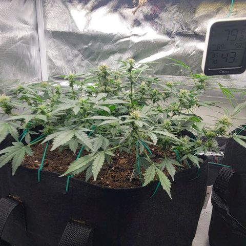 Chocolate mints og auto growlog photo: Lita and lope 