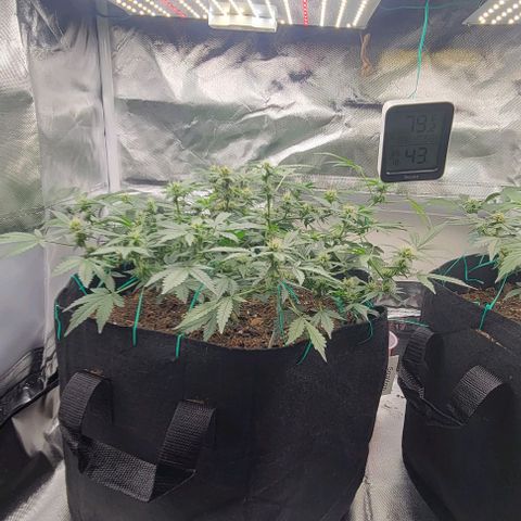 Chocolate mints og auto growlog photo: Lita and lope 