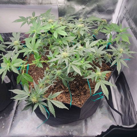 Chocolate mints og auto growlog photo: Lita and lope 
