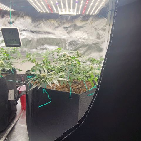 Chocolate mints og auto growlog photo: Lita and lope 