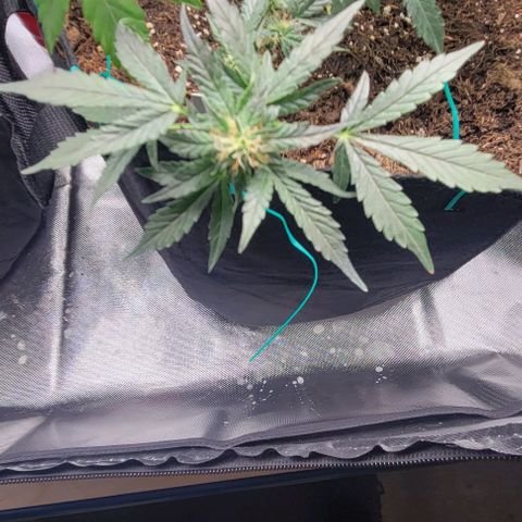 Chocolate mints og auto growlog photo: Lita and lope 