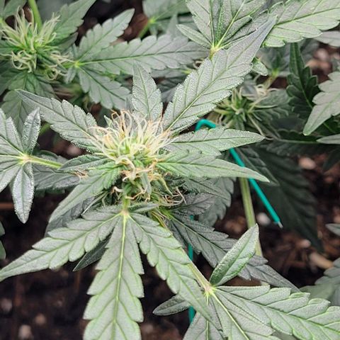 Chocolate mints og auto growlog photo: Lita and lope 