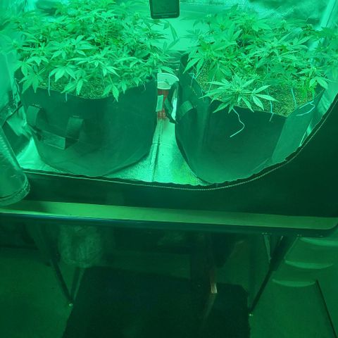 Chocolate mints og auto growlog photo: Lita and lope 
