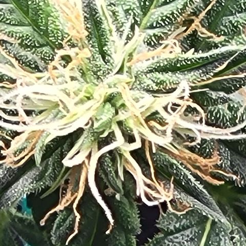 Chocolate mints og auto growlog photo: Lita and lope 