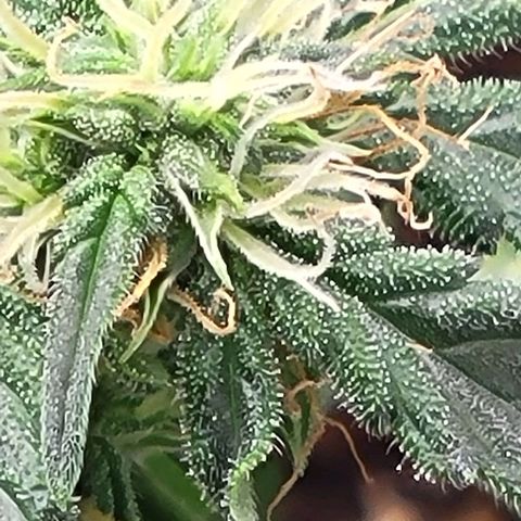 Chocolate mints og auto growlog photo: Lita and lope 
