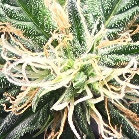 Chocolate mints og auto growlog photo: Lita and lope 