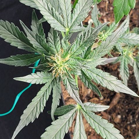 Chocolate mints og auto growlog photo: Lita and lope 