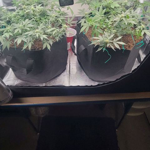 Chocolate mints og auto growlog photo: Lita and lope 