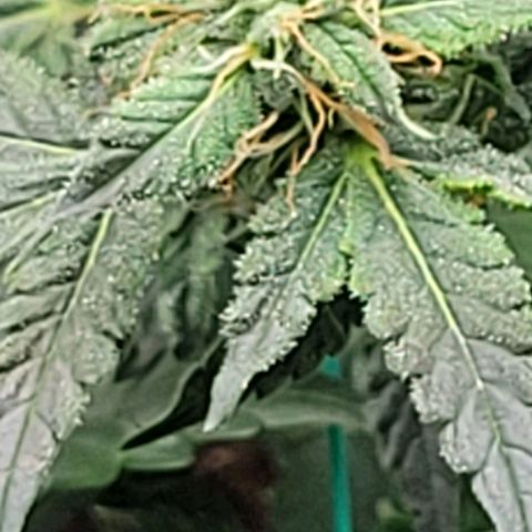 Chocolate mints og auto growlog photo: Lita and lope 