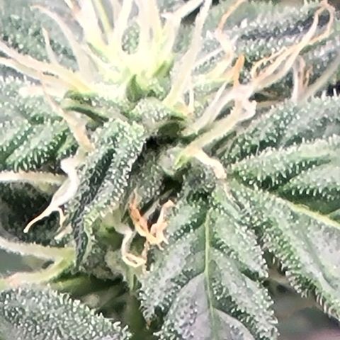 Chocolate mints og auto growlog photo: Lita and lope 