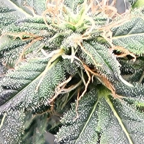 Chocolate mints og auto growlog photo: Lita and lope 