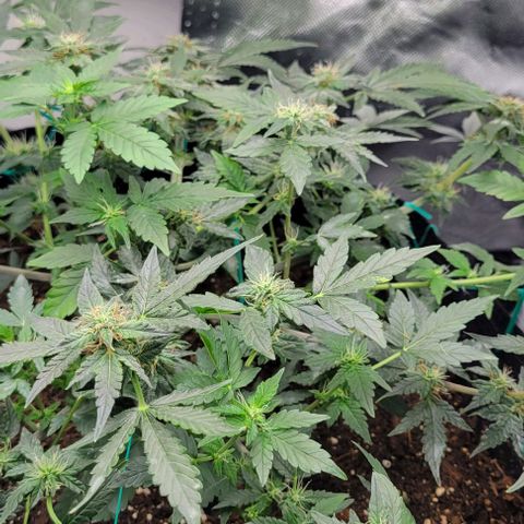 Chocolate mints og auto growlog photo: Lita and lope 