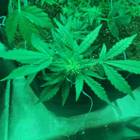 Chocolate mints og auto growlog photo: Lita and lope 