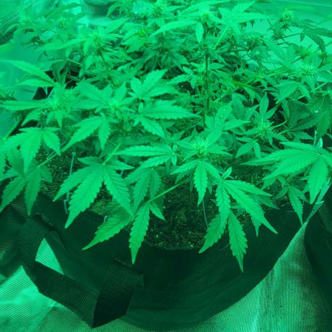 Chocolate mints og auto growlog photo: Lita and lope 