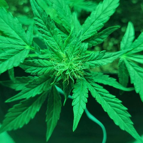 Chocolate mints og auto growlog photo: Lita and lope 