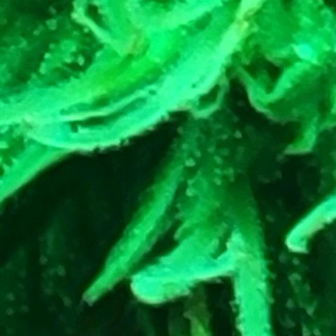 Chocolate mints og auto growlog photo: Lita and lope 