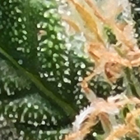 Chocolate mints og auto growlog photo: Lita and lope 