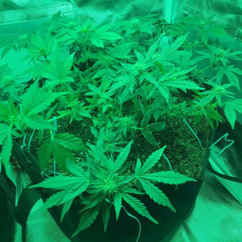 Chocolate mints og auto growlog photo: Lita and lope 