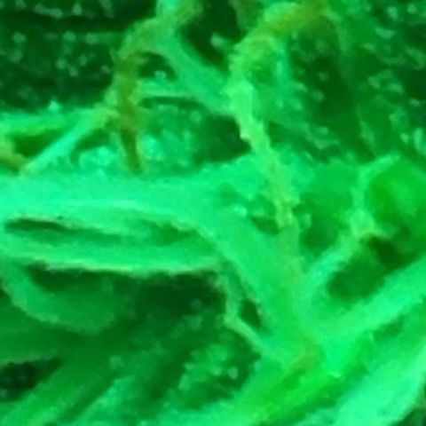 Chocolate mints og auto growlog photo: Lita and lope 