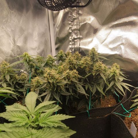 Chocolate mints og auto growlog photo: Choco and Doro 