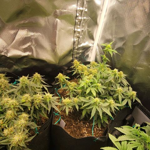 Chocolate mints og auto growlog photo: Choco and Doro 