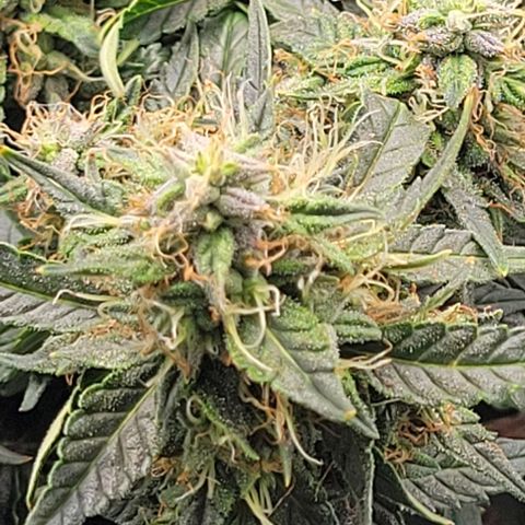 Chocolate mints og auto growlog photo: Choco and Doro 