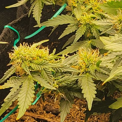 Chocolate mints og auto growlog photo: Choco and Doro 