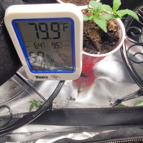 Chocolate mints og auto growlog photo: Choco and Doro 