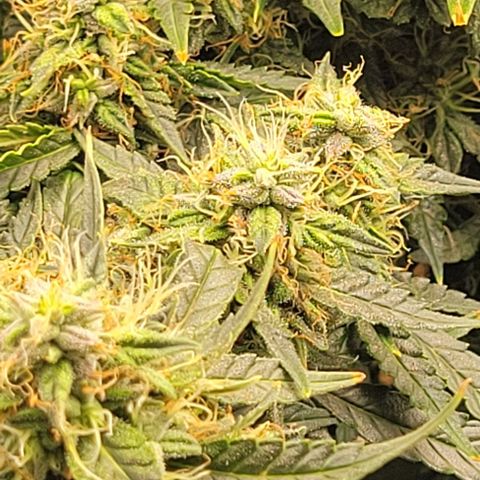 Chocolate mints og auto growlog photo: Choco and Doro 
