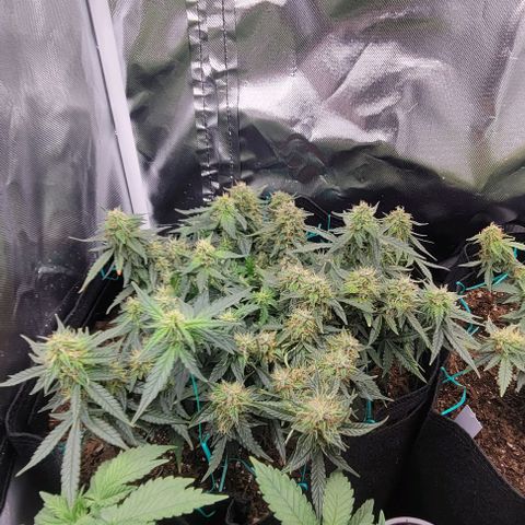 Chocolate mints og auto growlog photo: Choco and Doro 