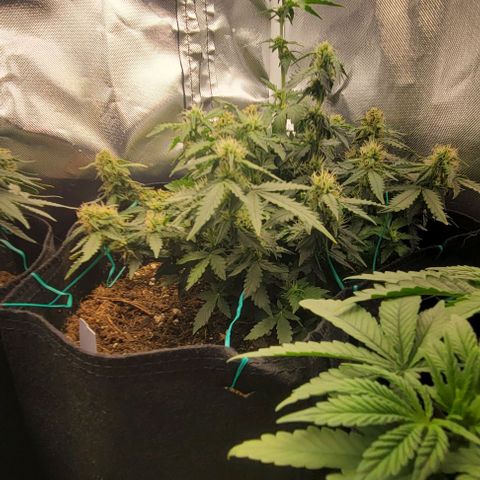 Chocolate mints og auto growlog photo: Choco and Doro 