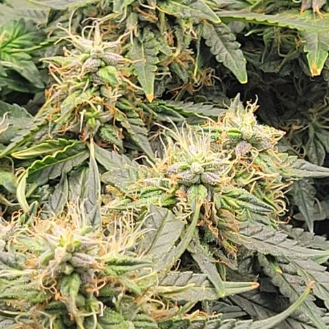 Chocolate mints og auto growlog photo: Choco and Doro 