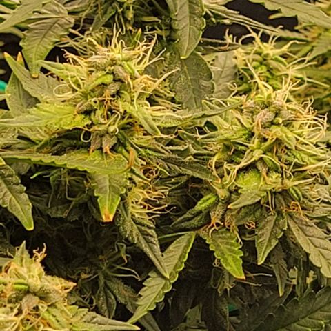 Chocolate mints og auto growlog photo: Choco and Doro 