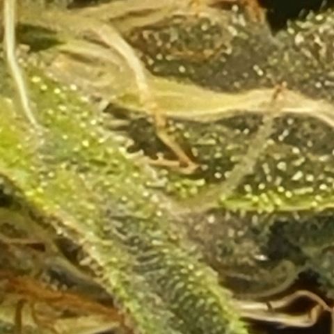 Chocolate mints og auto growlog photo: Choco and Doro soooooooo cool looking 😎 