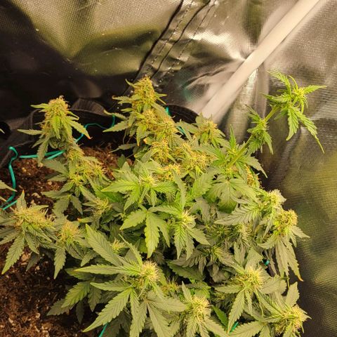 Chocolate mints og auto growlog photo: Choco and Doro soooooooo cool looking 😎 