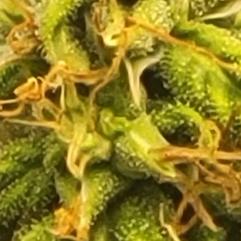 Chocolate mints og auto growlog photo: Choco and Doro soooooooo cool looking 😎 